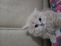 1.5 aylık erkek ve dişi yavru iran kedisi