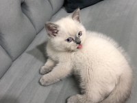 Blue point erkek yavru british shorthair