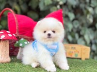 Orjinal Pomeranian Boo