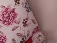 Safkan blue point british shorthair 3,5 aylık dişi