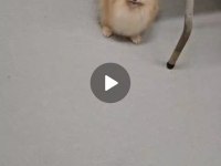 Pomeranian 1400 gr