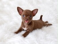 Apple head mini chihuahua