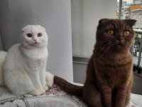 2 yaşında dişi kızlarımız scottish fold
