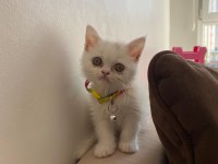 2 Aylık Dişi British Shorthair