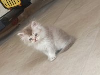 Uyguna sahiplendirilecektir British Longhair