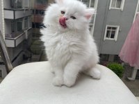 AYI YAVRUSU POFUDUK SAFKAN CHİNCHİLLA EN KALİTELİ UYGUNA