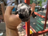 Köpeğimiz Sizi bekliyorlar
