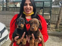 Mükemmel king doberman yavrularım