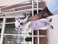 Satılık şivava chihuahua yavrular