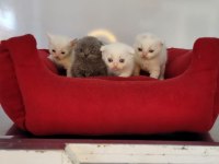 ANNE ALTINDAN VETERİNER HEKİM KONTROLLÜ KEDİLER