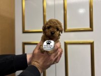 Sevimli Irk Toy Poodle