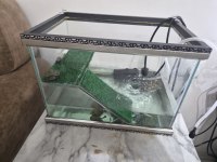 Yavru su kaplumbağaları