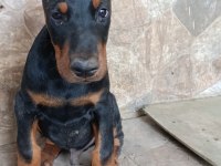 A scr üst düzey doberman