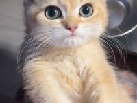 British Shorthair Golden Ny11 12 Erkek