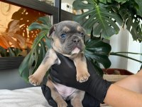 RENGARENK FRENCH BULLDOG YAVRULARIM EGZOTİK