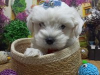 Muazzam Güzellikte A KALİTE Maltese Terrier Yavrularımız