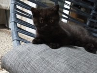 Teslime hazır british shorthair bebeklerim