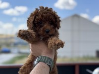 Petmode köpek çiftliğinden toy poodle yavrular