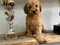 1. Kalite Maltipoo