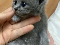 2 BUÇUK AYLIK SAFKAN SCOTTİSH FOLD BEBEK