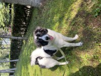 Oyun ve sevgi delisi köpeğimiz mays