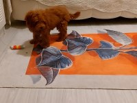 Erkek Poodle Ankara 2 Aylık