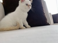 Dişi 3 aylık kalıcı mavi göz iran kedisi