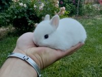 Netherland Dwarf Cüce Tavşanlar