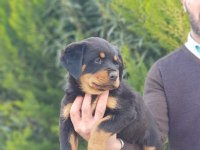 Koca kafa rottweiler yavrularımız