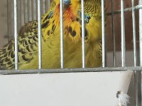 Jumbo Show jumbo muhabbet kuşları mevcuttur yavru ve çift