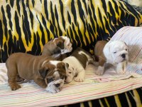 SHOW CLASS TÜRKİYEDE TEK İNGİLİZ BULLDOG YAVRULAR
