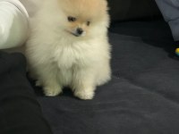 0 Burun teddy bear orjinal gülen yüz erkek pomeranian