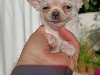 Chihuahua cep boy gerçek teacup ev üretimi çorlu