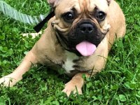 Micro 2 yaşında french bulldog kızımız