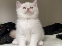 Safkan british shorthair kardeşler