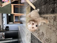 Maltipoo kore bebek yüz yavru
