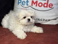 Kar beyaz 0 numara maltese terrier yavrularımız