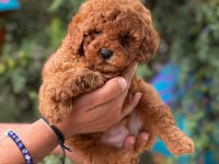 Toy Poodle Yavrular