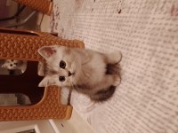 Sevimli british longhair minnaklar