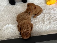 İzmir A. Kalite Poodle Yavrular