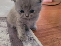 British shorthair yavru dişi kedi