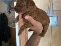 Toy poodle browni renkler
