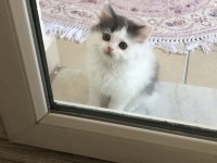 2 aylık british longhair ve british shorthair yavru