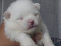 Orjinal anne baba altından 2 aylık pomeranian boo lar