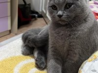 8 AYLIK BRİTİSH KEDİMİZ ERKEK