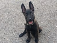 A Kalite Sağlam Kan Hattı Malinois