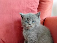 British shorthair yavrularımız