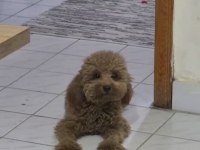 1 Yaşında toy poodle