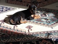 3 aylık erkek pinscher