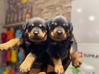 Rottweiler yavrular nasıl